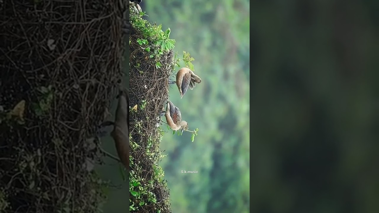 natural video birds 🕊️ natural video