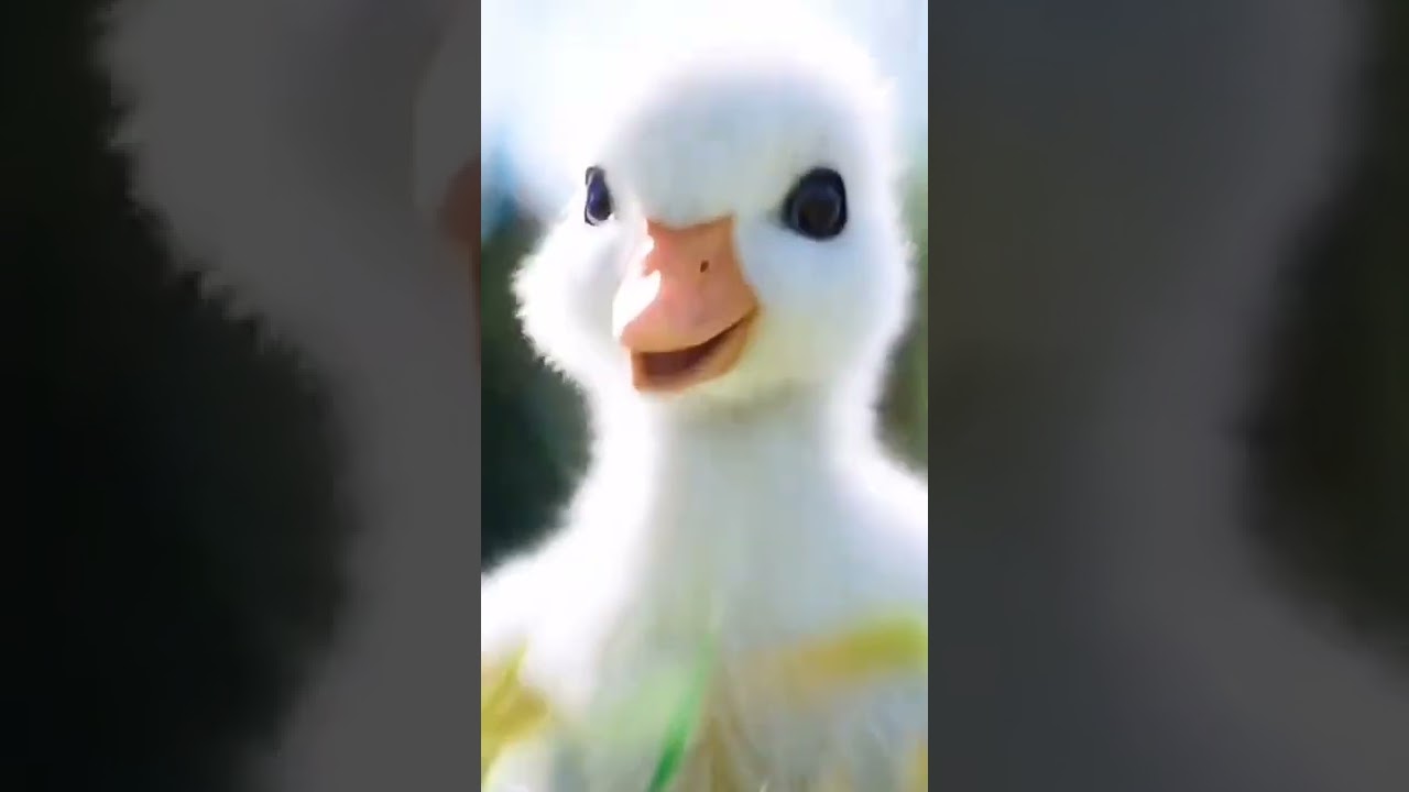 Little Duck 😍😍..| Nature Videos| Natural Videos| Nature lover| amazing Video | awesome scene natural video