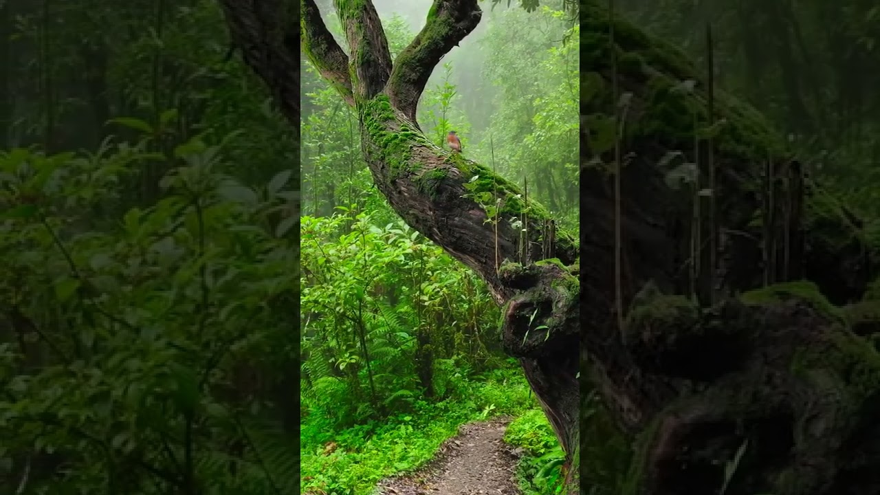 🌹Beautiful AMAZING Short Natural video, Background video? (4K UltraD Video) 2022 🌺🌺🌺 natural video