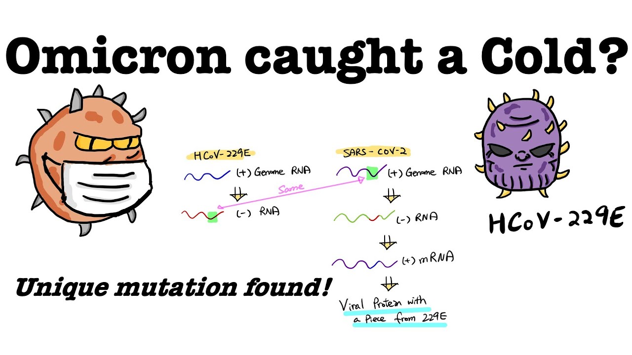Did Omicron catch a Cold? Unique mutation found in the Omicron variant Layman explanation-Omicron variant